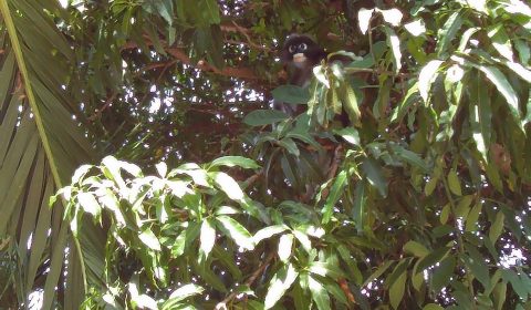 Peeping Monkey