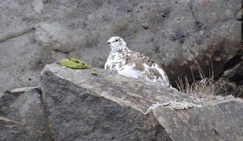 Ptarmigan? Grouse?