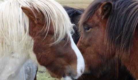 Icelandic Horses