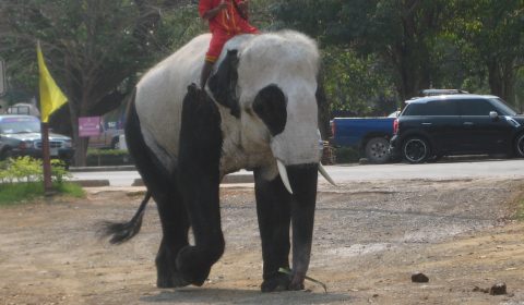 Panda Elephant
