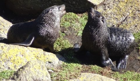 Seal Colony Tauranga Bay