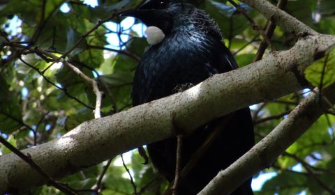 Stewart Island