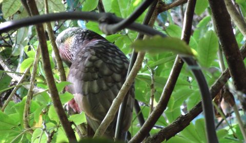 Stewart Island