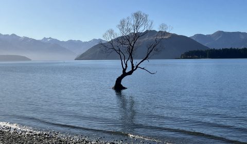 Wanaka Tree