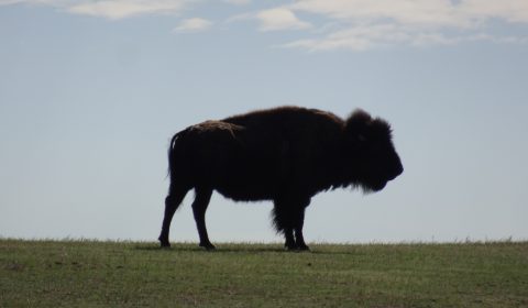 Bison