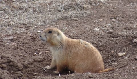 Prairie Dog