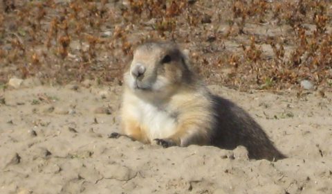 Prairie Dog