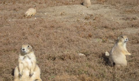 Prairie Dogs