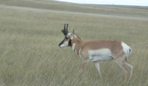 Pronghorn Antelope