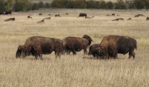 Bison At Sage Creek