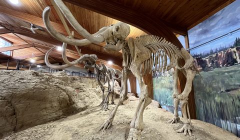 Mammoth Site