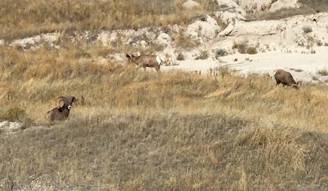 Bighorn Sheep