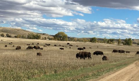 Bison
